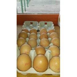 OEUFS BIO FERMIERS x18